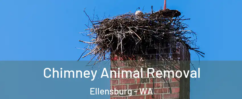 Chimney Animal Removal Ellensburg - WA