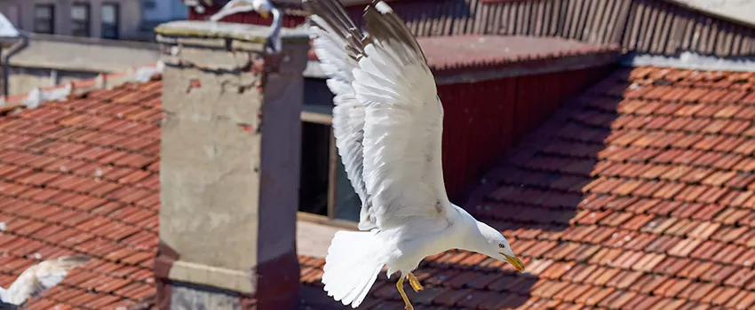 Residential Chimney Animal Removal Solution in Ellensburg, WA